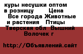 куры несушки.оптом 160 в розницу 200 › Цена ­ 200 - Все города Животные и растения » Птицы   . Тверская обл.,Вышний Волочек г.